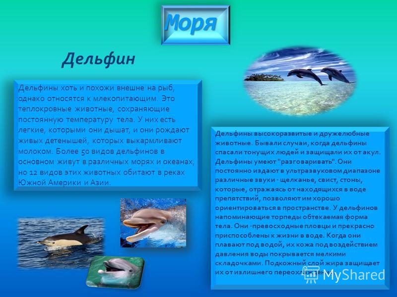 Моря Дельфин Дельфины хоть и похожи внешне на рыб, однако относятся к млекопитающим. Это теплокровные животные, сохраняющие постоянную температуру тела. У них есть легкие, которыми они дышат, и они рождают живых детенышей, которых выкармливают молоко