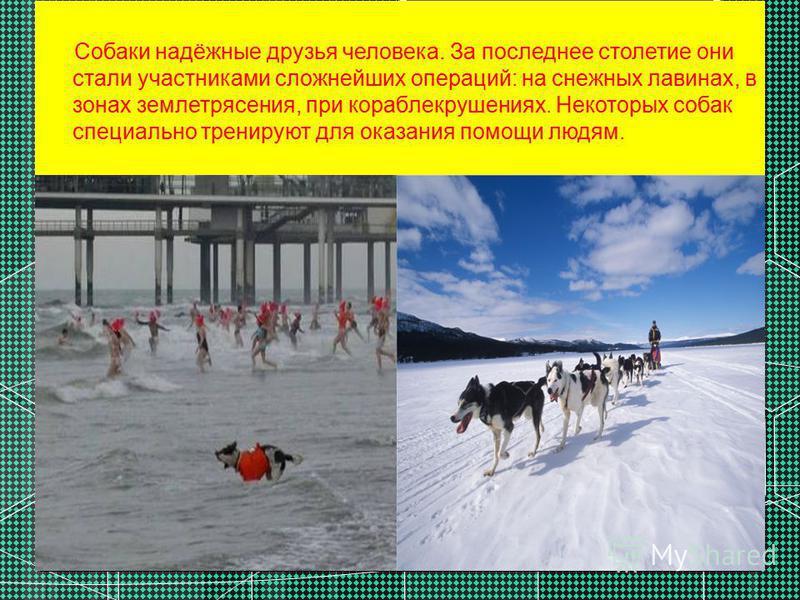 Собаки надёжные друзья человека. За последнее столетие они стали участниками сложнейших операций: на снежных лавинах, в зонах землетрясения, при кораблекрушениях. Некоторых собак специально тренируют для оказания помощи людям.