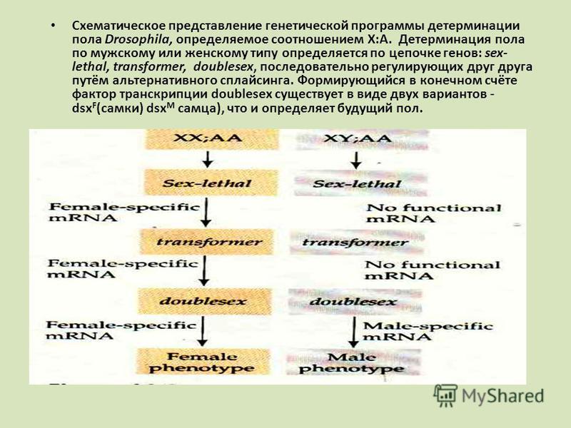 Схематическое представление генетической программы детерминации пола Drosophila, определяемое соотношением X:A. Детерминация пола по мужскому или женскому типу определяется по цепочке генов: sex- lethal, transformer, doublesex, последовательно регули