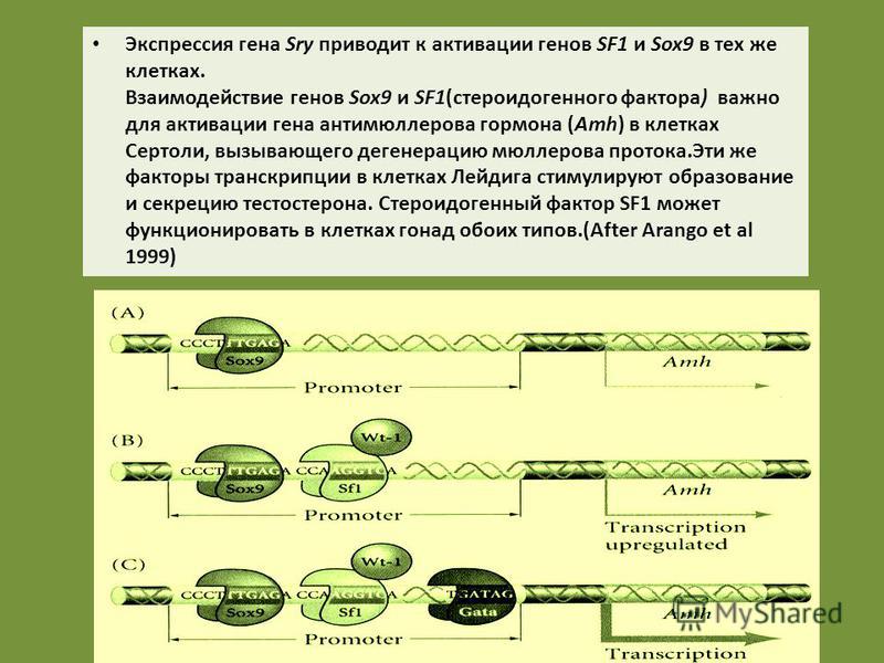 Экспрессия гена Sry приводит к активации генов SF1 и Sox9 в тех же клетках. Взаимодействие генов Sox9 и SF1(стероидогенного фактора) важно для активации гена антимюллерова гормона (Amh) в клетках Сертоли, вызывающего дегенерацию мюллерова протока.Эти