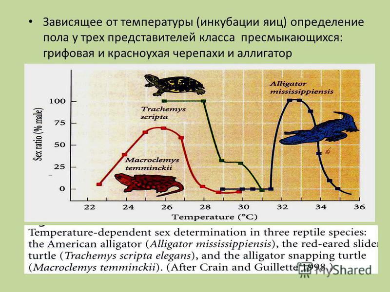 Зависящее от температуры (инкубации яиц) определение пола у трех представителей класса пресмыкающихся: грифовая и красноухая черепахи и аллигатор