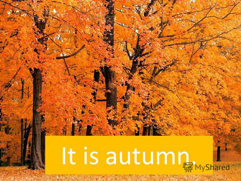 It is autumn.