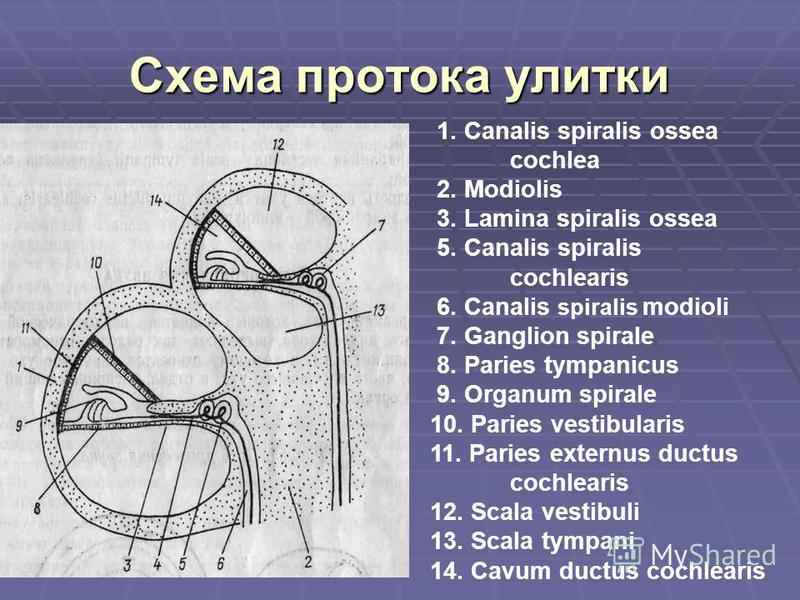 Схема протока улитки 1. Canalis spiralis ossea cochlea 2. Modiolis 3. Lamina spiralis ossea 5. Canalis spiralis cochlearis 6. Canalis spiralis modioli 7. Ganglion spirale 8. Paries tympanicus 9. Organum spirale 10. Paries vestibularis 11. Paries exte