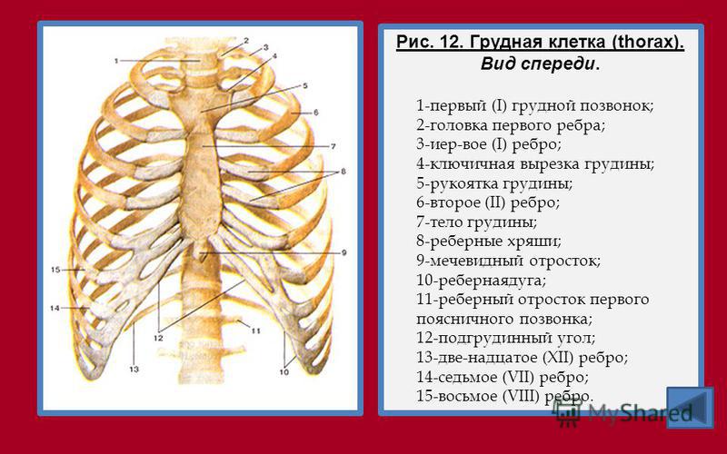 Рис. 12. Грудная клетка (thorax). Вид спереди. 1-первый (I) грудной позвонок; 2-головка первого ребра; 3-иер-вое (I) ребро; 4-ключичная вырезка грудины; 5-рукоятка грудины; 6-второе (II) ребро; 7-тело грудины; 8-реберные хрящи; 9-мечевидный отросток;