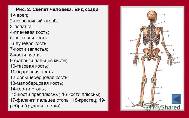 Рис. 2. Скелет человека. Вид сзади. 1-череп; 2-позвоночный столб; 3-лопатка; 4-плечевая кость; 5-локтевая кость; 6-лучевая кость; 7-кости запястья; 8-кости пясти; 9-фаланги пальцев кисти; 10-тазовая кость; 11-бедренная кость; 12-большеберцовая кость;