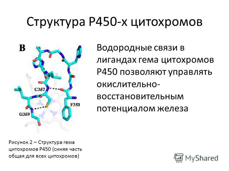 Структура P450-х цитохромов Водородные связи в лигандах гема цитохромов P450 позволяют управлять окислительно- восстановительным потенциалом железа Рисунок 2 – Структура гема цитохромов P450 (синяя часть общая для всех цитохромов)