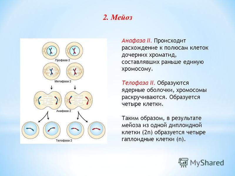 Установите правильную последовательность процессов овогенеза.1) митоз; 2) кросси
