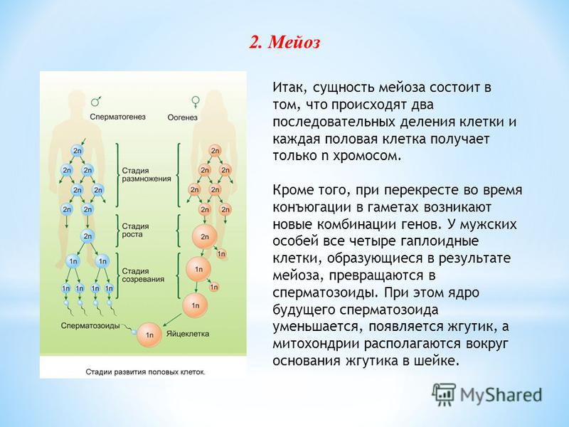 Структура мейоза - 30/48
