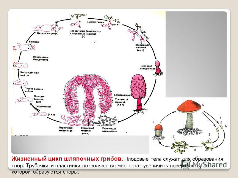 Жизненный цикл шляпочных грибов. Плодовые тела служат для образования спор. Трубочки и пластинки позволяют во много раз увеличить поверхность, на которой образуются споры.
