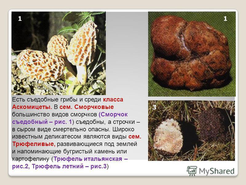Есть съедобные грибы и среди класса Аскомицеты. В сем. Сморчковые большинство видов сморчков (Сморчок съедобный – рис. 1) съедобны, а строчки – в сыром виде смертельно опасны. Широко известным деликатесом являются виды сем. Трюфеливые, развивающиеся 