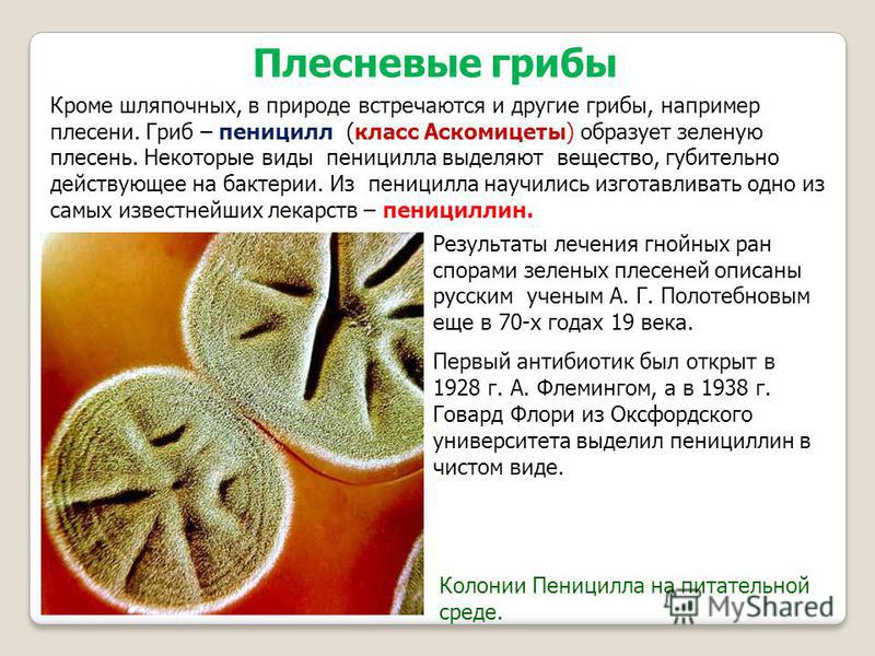 Плесневые грибы Колонии Пеницилла на питательной среде. Кроме шляпочных, в природе встречаются и другие грибы, например плесени. Гриб – пеницилл (класс Аскомицеты) образует зеленую плесень. Некоторые виды пеницилла выделяют вещество, губительно дейст