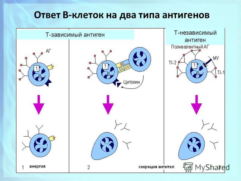 Т-зависимый антиген Т-независимый антиген Ответ В-клеток на два типа антигенов