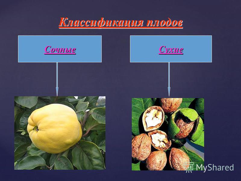 Классификация плодов Сочные Сухие