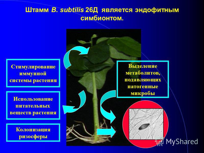 Штамм B. subtilis 26Д является эндофитным симбионтом. Использование питательных веществ растения Стимулирование иммунной системы растения Выделение метаболитов, подавляющих патогенные микробы Колонизация ризосферы