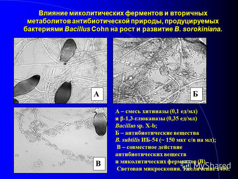Влияние амилолитических ферментов и вторичных метаболитов антибиотической природы, продуцируемых бактериями Bacillus Cohn на рост и развитие B. sorokiniana. А – смесь хитиназы (0,1 ед/мл) и β-1,3-глюканазы (0,35 ед/мл) Bacillus sp. X-b; Б – антибиоти