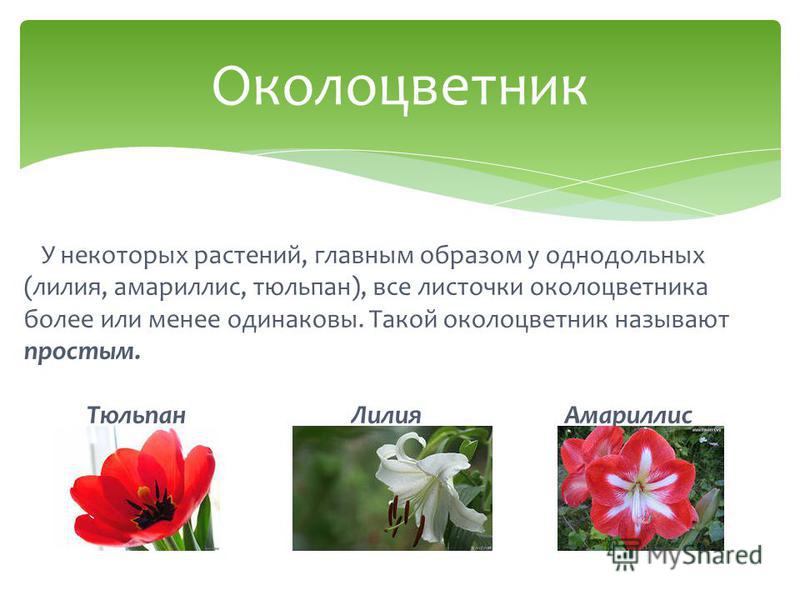 У некоторых растений, главным образом у однодольных (лилия, амариллис, тюльпан), все листочки околоцветника более или менее одинаковы. Такой околоцветник называют простым. Тюльпан Лилия Амариллис Околоцветник