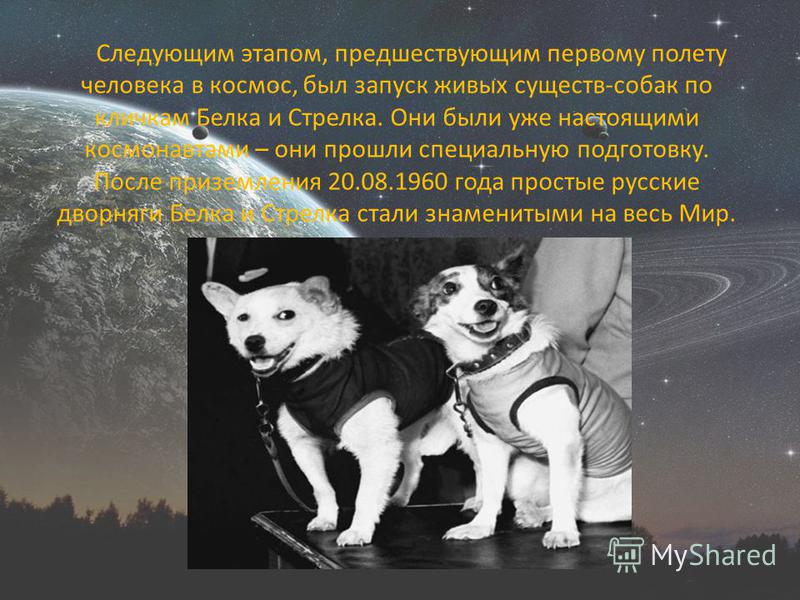 Следующим этапом, предшествующим первому полету человека в космос, был запуск живых существ-собак по кличкам Белка и Стрелка. Они были уже настоящими космонавтами – они прошли специальную подготовку. После приземления 20.08.1960 года простые русские 