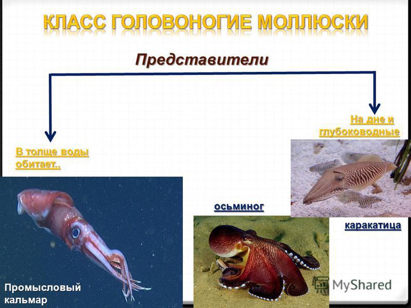 Представители Представители В толще воды обитает.. На дне и глубоководные На дне и глубоководные Промысловый кальмар осьминог каракатица