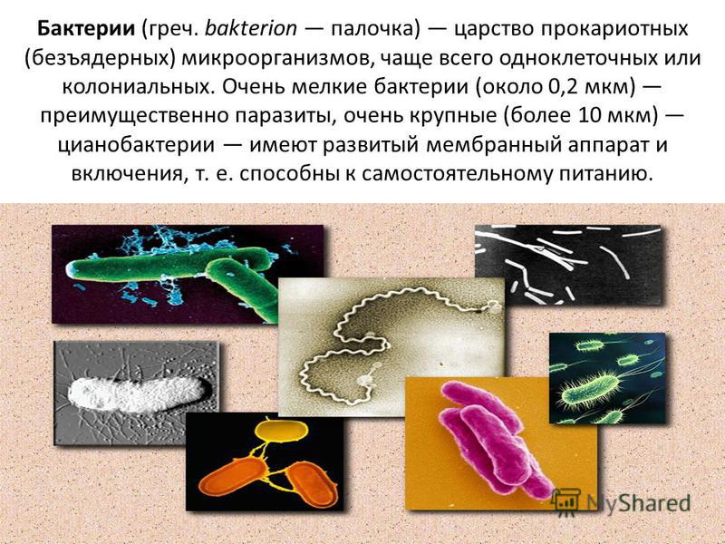 Бактерии (греч. bakterion палочка) царство прокариотных (безъядерных) микроорганизмов, чаще всего одноклеточных или колониальных. Очень мелкие бактерии (около 0,2 мкм) преимущественно паразиты, очень крупные (более 10 мкм) цианобактерии имеют развиты