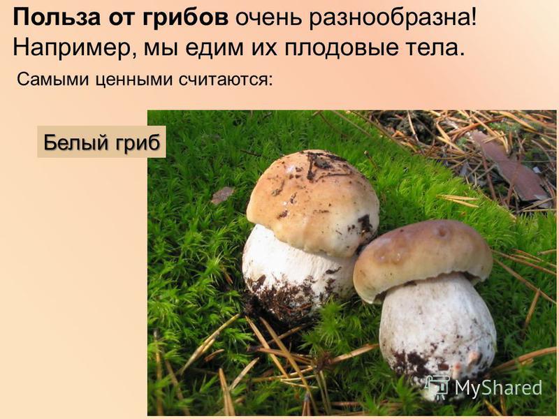 Белый гриб Польза от грибов очень разнообразна! Например, мы едим их плодовые тела. Самыми ценными считаются: