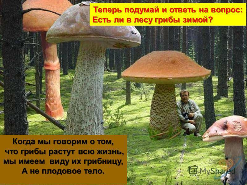 Когда мы говорим о том, что грибы растут всю жизнь, что грибы растут всю жизнь, мы имеем виду их грибницу, А не плодовое тело. Теперь подумай и ответь на вопрос: Есть ли в лесу грибы зимой?