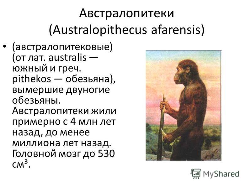Австралопитеки (Australopithecus afarensis) (австралопитековые) (от лат. australis южный и греч. pithekos обезьяна), вымершие двуногие обезьяны. Австралопитеки жили примерно с 4 млн лет назад, до менее миллиона лет назад. Головной мозг до 530 см³.