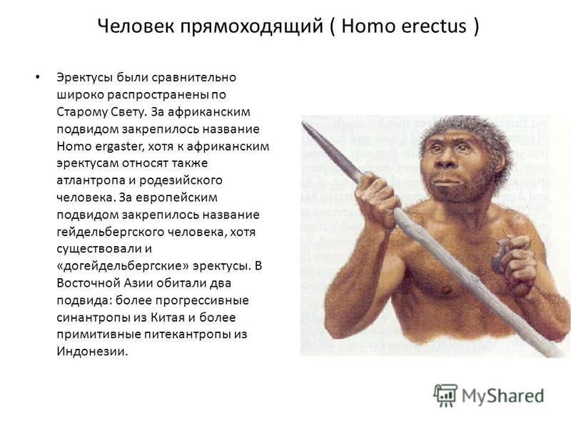 Человек прямоходящий ( Homo erectus ) Эректусы были сравнительно широко распространены по Старому Свету. За африканским подвидом закрепилось название Homo ergaster, хотя к африканским эректусам относят также атлантропа и родезийского человека. За евр
