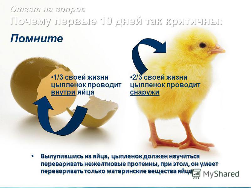 Ответ на вопрос Почему первые 10 дней так критичны : Вылупившись из яйца, цыпленок должен научиться переваривать нежелтковые протеины, при этом, он умеет переваривать только материнские вещества яйца Вылупившись из яйца, цыпленок должен научиться пер