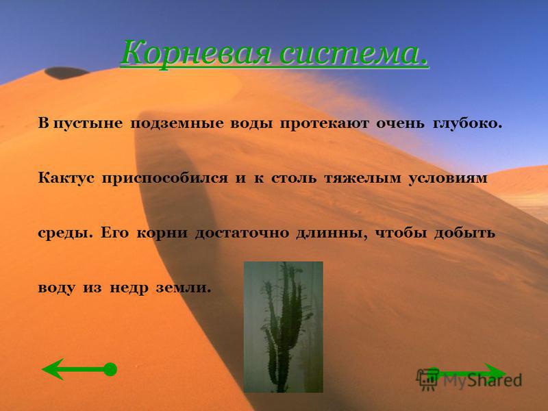 Особенности Строения Кактуса Связанные Со Средой Обитания