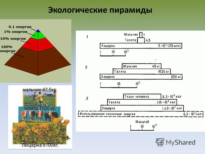Экологические пирамиды