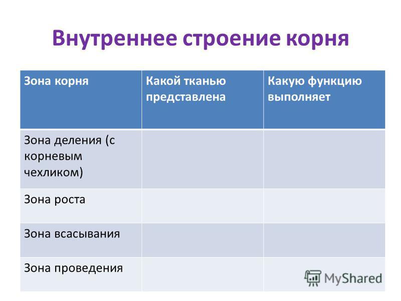 Какой тканью образована зона всасывания фото Shkola-2.ru