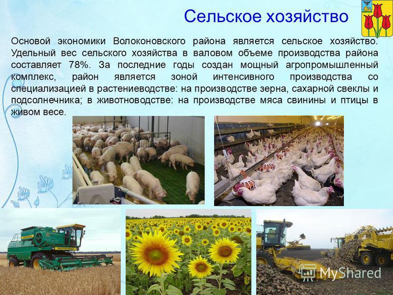 Основой экономики Волоконовского района является сельское хозяйство. Удельный вес сельского хозяйства в валовом объеме производства района составляет 78%. За последние годы создан мощный агропромышленный комплекс, район является зоной интенсивного пр