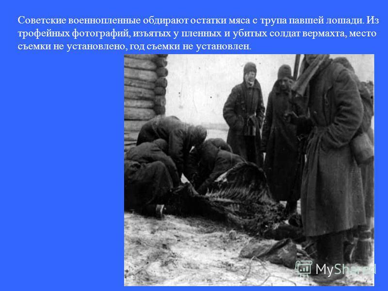 Советские военнопленные обдирают остатки мяса с трупа павшей лошади. Из трофейных фотографий, изъятых у пленных и убитых солдат вермахта, место съемки не установлено, год съемки не установлен.
