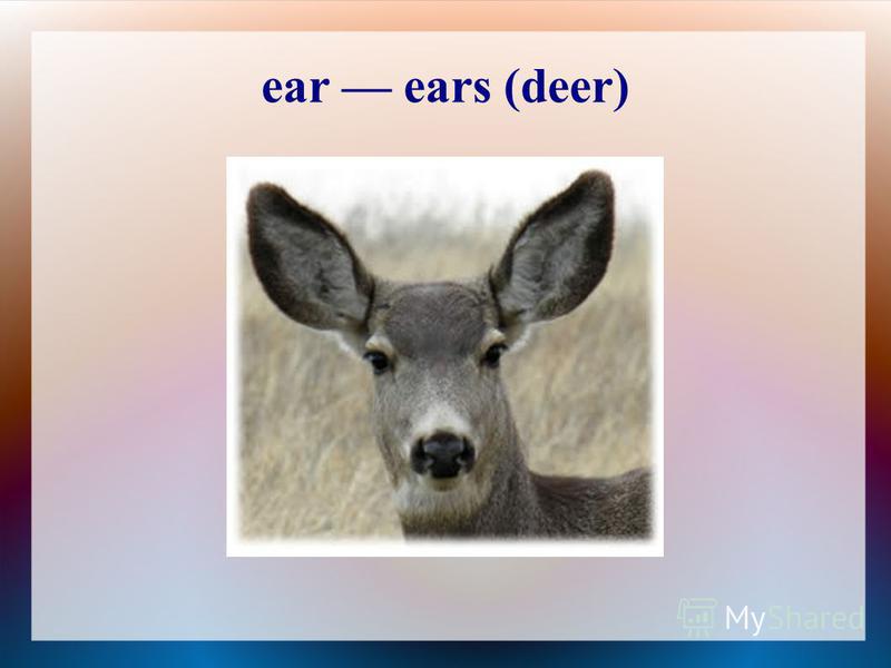 ear ears (deer)