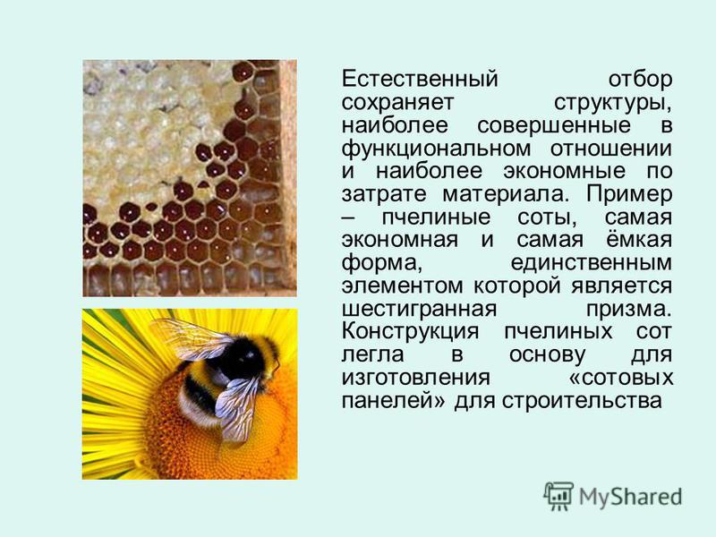 Естественный отбор сохраняет структуры, наиболее совершенные в функциональном отношении и наиболее экономные по затрате материала. Пример – пчелиные соты, самая экономная и самая ёмкая форма, единственным элементом которой является шестигранная призм