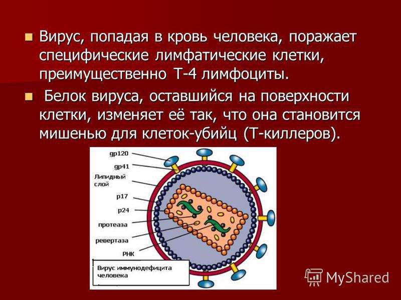 Вирус, попадая в кровь человека, поражает специфические лимфатические клетки, преимущественно Т-4 лимфоциты. Вирус, попадая в кровь человека, поражает специфические лимфатические клетки, преимущественно Т-4 лимфоциты. Белок вируса, оставшийся на пове