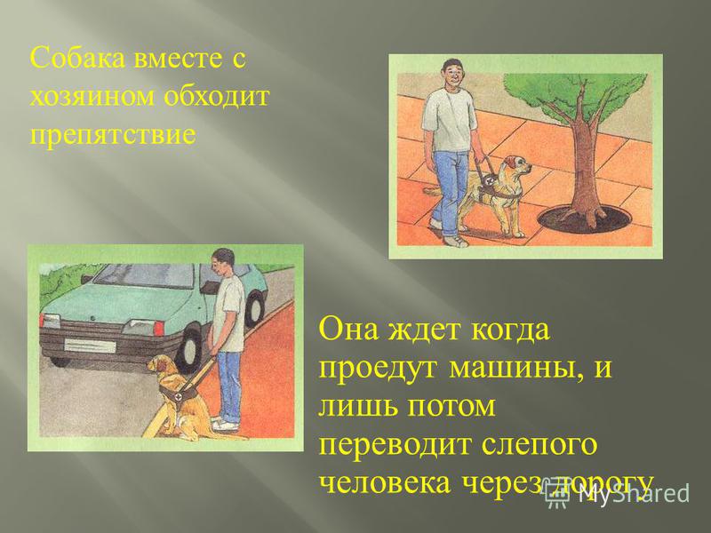 Собака вместе с хозяином обходит препятствие Она ждет когда проедут машины, и лишь потом переводит слепого человека через дорогу