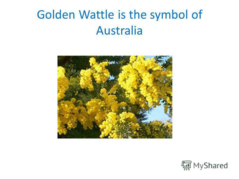 Golden Wattle is the symbol of Australia