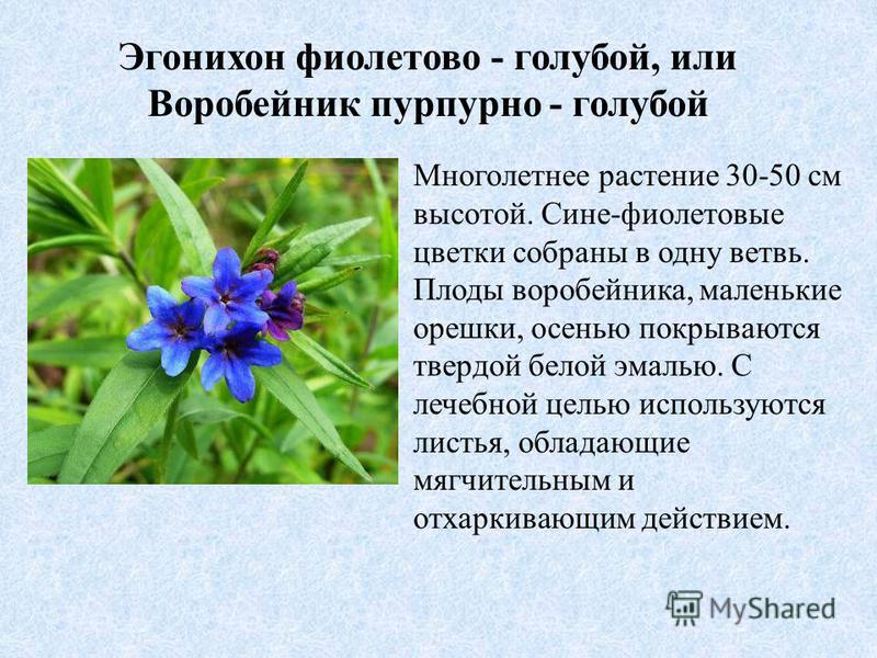 Эгонихон фиолетово - голубой, или Воробейник пурпурно - голубой Многолетнее растение 30-50 см высотой. Сине-фиолетовые цветки собраны в одну ветвь. Плоды воробейника, маленькие орешки, осенью покрываются твердой белой эмалью. С лечебной целью использ