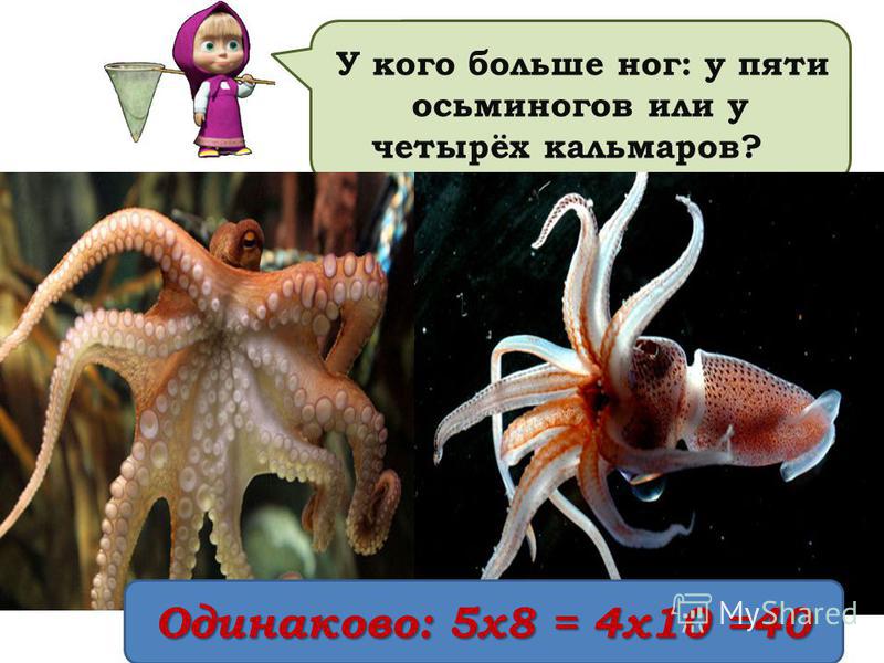У кого больше ног: у пяти осьминогов или у четырёх кальмаров? Одинаково: 5 х 8 = 4 х 10 =40