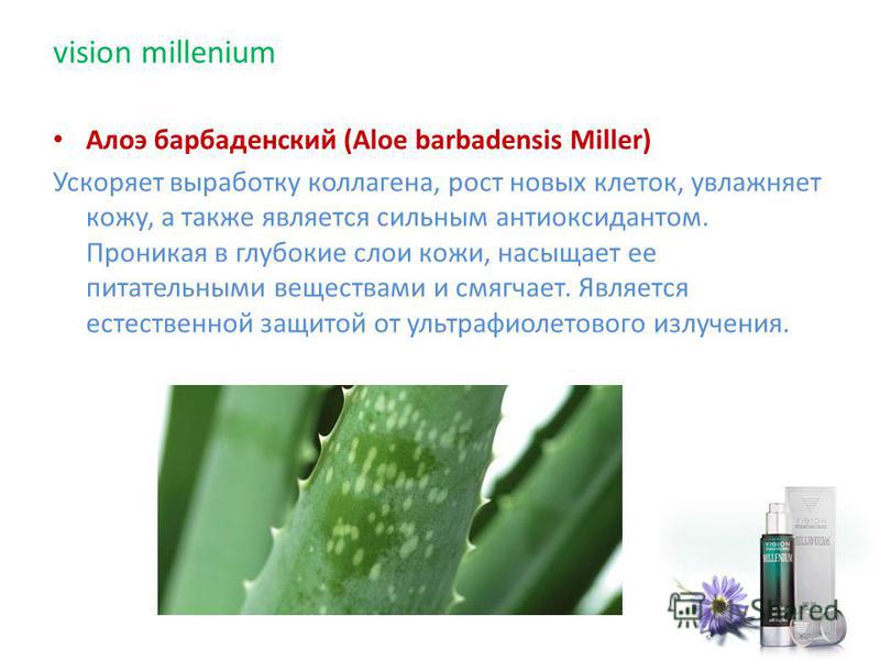 Алоэ бар баденский (Aloe barbadensis Miller) Ускоряет выработку коллагена, рост новых клеток, увлажняет кожу, а также является сильным антиоксидантом. Проникая в глубокие слои кожи, насыщает ее питательными веществами и смягчает. Является естественно