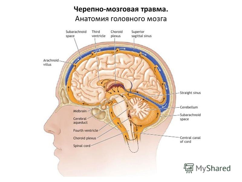 Черепно-мозговая травма. Анатомия головного мозга