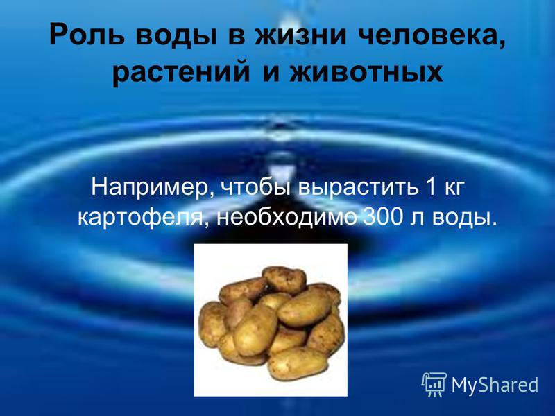 Роль воды в жизни человека, растений и животных Например, чтобы вырастить 1 кг картофеля, необходимо 300 л воды.