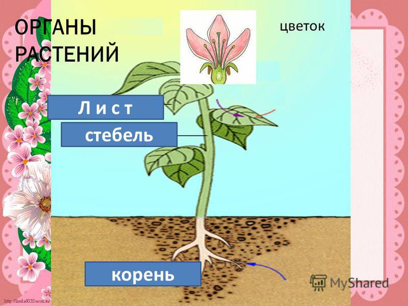 корень стебель Л и с т ОРГАНЫ РАСТЕНИЙ цветок
