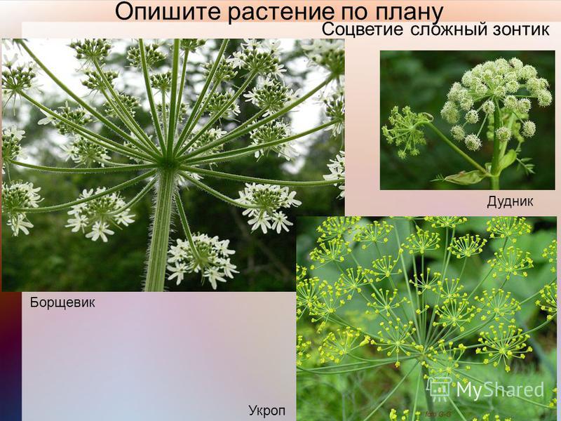 Опишите растение по плану Соцветие сложный зонтик Борщевик Дудник Укроп