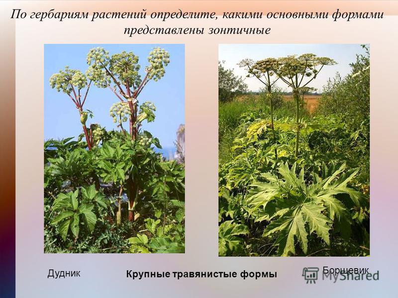 По гербариям растений определите, какими основными формами представлены зонтичные Борщевик Дудник Крупные травянистые формы