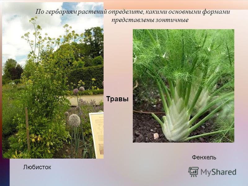 По гербариям растений определите, какими основными формами представлены зонтичные Любисток Фенхель Травы