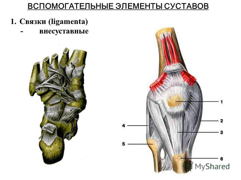 Обязательные и вспомогательные элементы сустава и их значение хроническим синовитом путового сустава