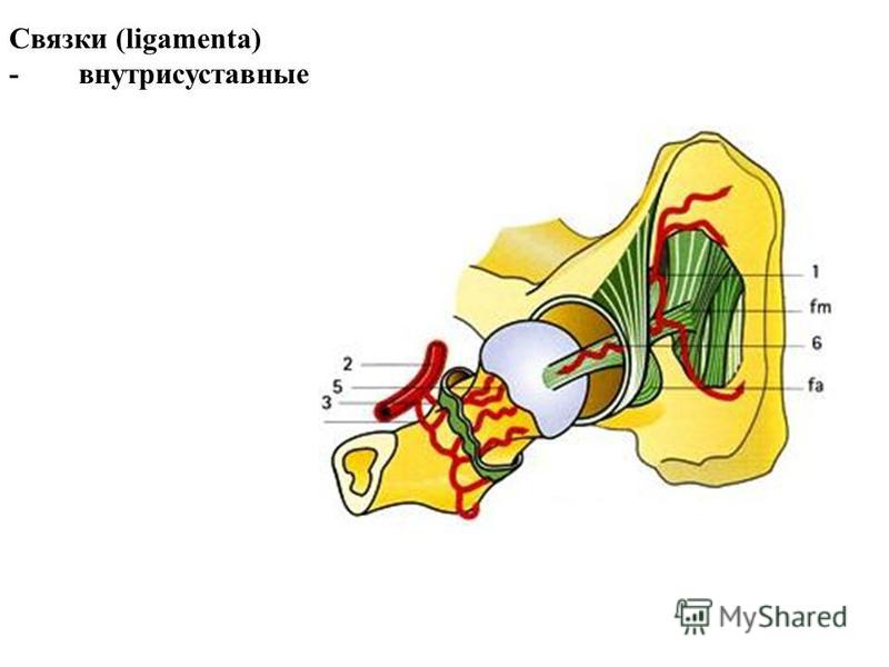 Связки (ligamenta) - внутрисуставные
