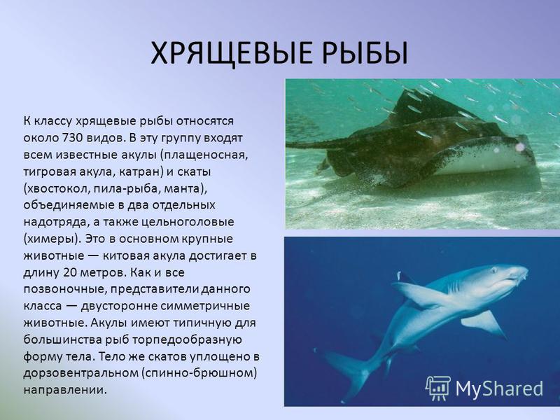 Хрящевые Рыбы Презентация По Биологии 7 Класс